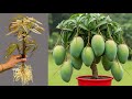 How To Propagate Mango Tree Cutting Faster With Egg Chicken Best Ideas Propagating Mango Trees 