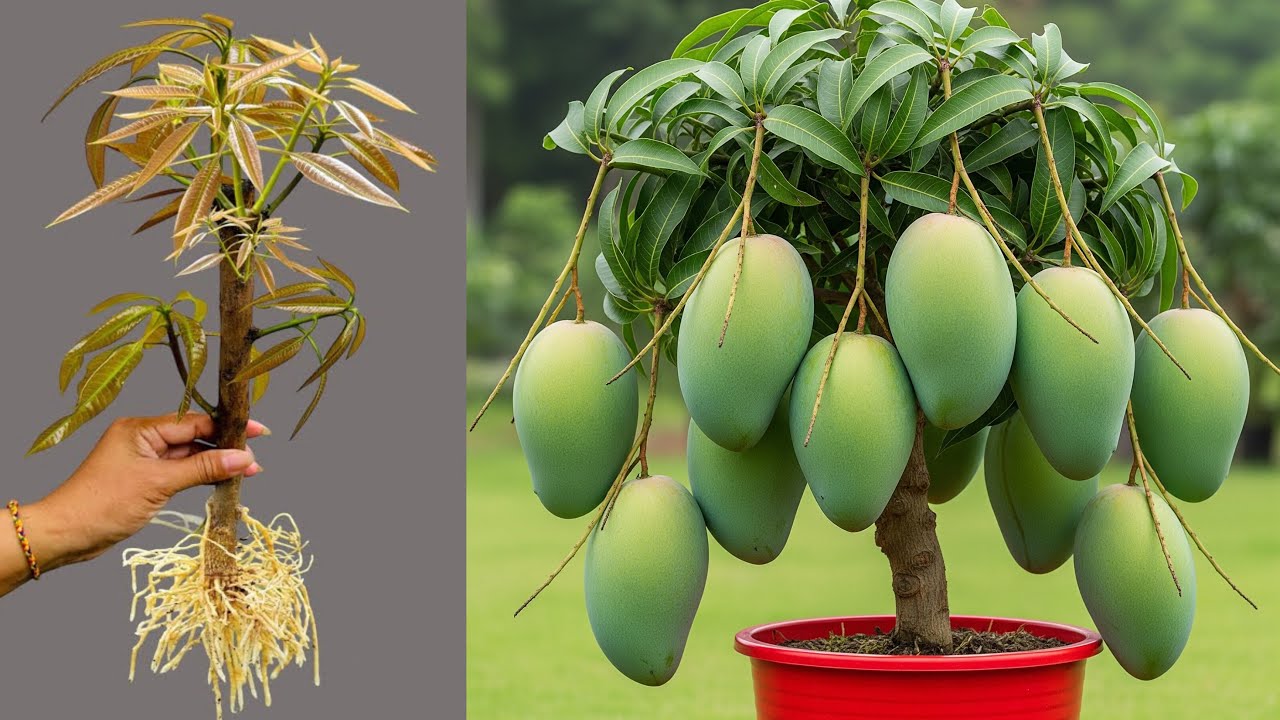How To Propagate Mango Tree Cutting Faster With Egg Chicken! Best Ideas Propagating Mango Trees