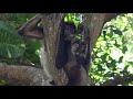 Our Nature: Call of the Wild - Trailer