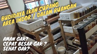 BUDIDAYA IKAN CUPANG DIDALAM RUANGAN ATAU INDOOR// Aman gak❓Sehat gak❓Cepat besar gak❓simak sahabat screenshot 2