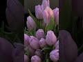 I LOVE TULIPSSS SMM #03xhazel #flowers #tulips #love #favorite