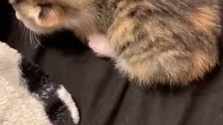 dramatic kitten does a fall