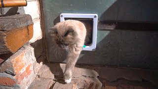 картинка: Котоход. Дверца для котов