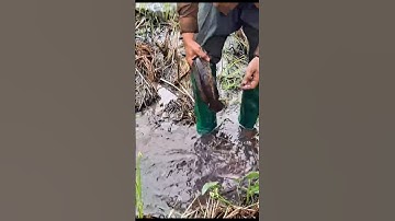 Bắt Cá Lóc Đồng Ruộng Gốc Rạ Cạng Nước #shorts #bắtCáLócĐồng