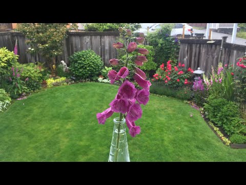 Video: Foxglove Me Lule Të Mëdha