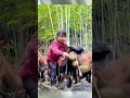 سبب ارتداء هذه الكمامات للماعز هل هي العدوانية؟