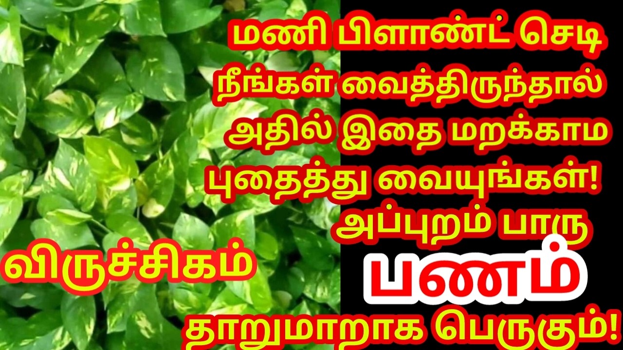 மணி பிளான்ட் செடியில் இதை புதைத்து வையுங்கள் பணம் நன்றாக பெருகி கடன் அடையும்|#money |#viruchigam