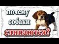 Почему собаки слипаются