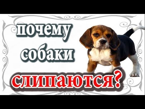 Почему собаки слипаются