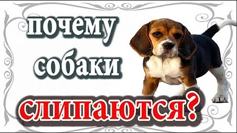 Почему собаки слипаются