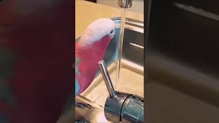 Birds Are So Cute Part 126