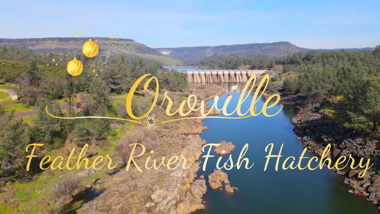 oroville fish hatchery tours
