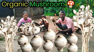 Organic लांबा Mushroom Ki Sabji | Mushroom Curry Recipe | Village Cooking Mushroom