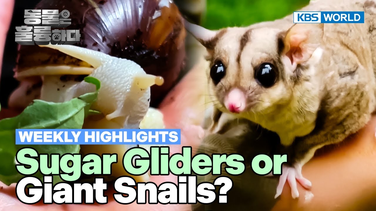 [Weekly Highlights] Which Ones Would You Have🙄 [Animals Are Incredible] | KBS WORLD TV 250423