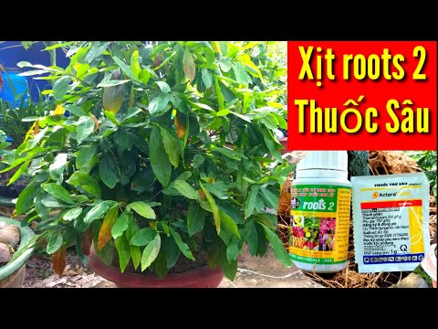 Video Cơi Đọt Tháng 6 Rất Quan Trọng Cho Cây Mai Vàng - youtube