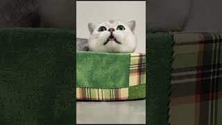 Scottish silver cat makes funny sounds  | Meowing cat | Cat sound