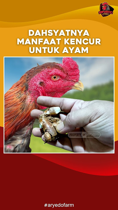 Dahsyatnya Manfaat Kencur Untuk Ayam