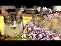 猫達に５８０円の猫ベッドを買ってきたら思いのほか大好評！？