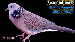 The Sound of the Most Powerful Turtledove Gacor To Attract And Lure