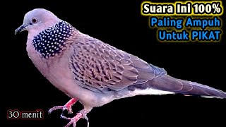 Suara Burung Tekukur Gacor Paling Ampuh Untuk Pikat Dan Pancingan