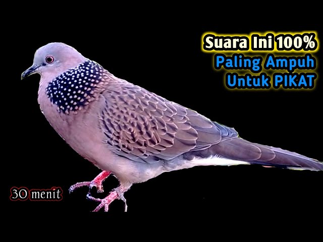 Suara Burung Tekukur Gacor Paling Ampuh Untuk Pikat Dan Pancingan class=