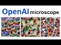 Feature Visualization & The OpenAI microscope