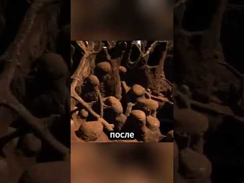 Насколько большим может быть муравейник?