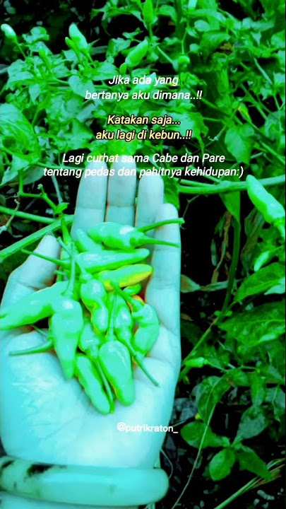 Aku lagi di Kebun curhat sama cabe 😄 || Story Wa Keren #putrikraton #shorts #storywa #feedshorts