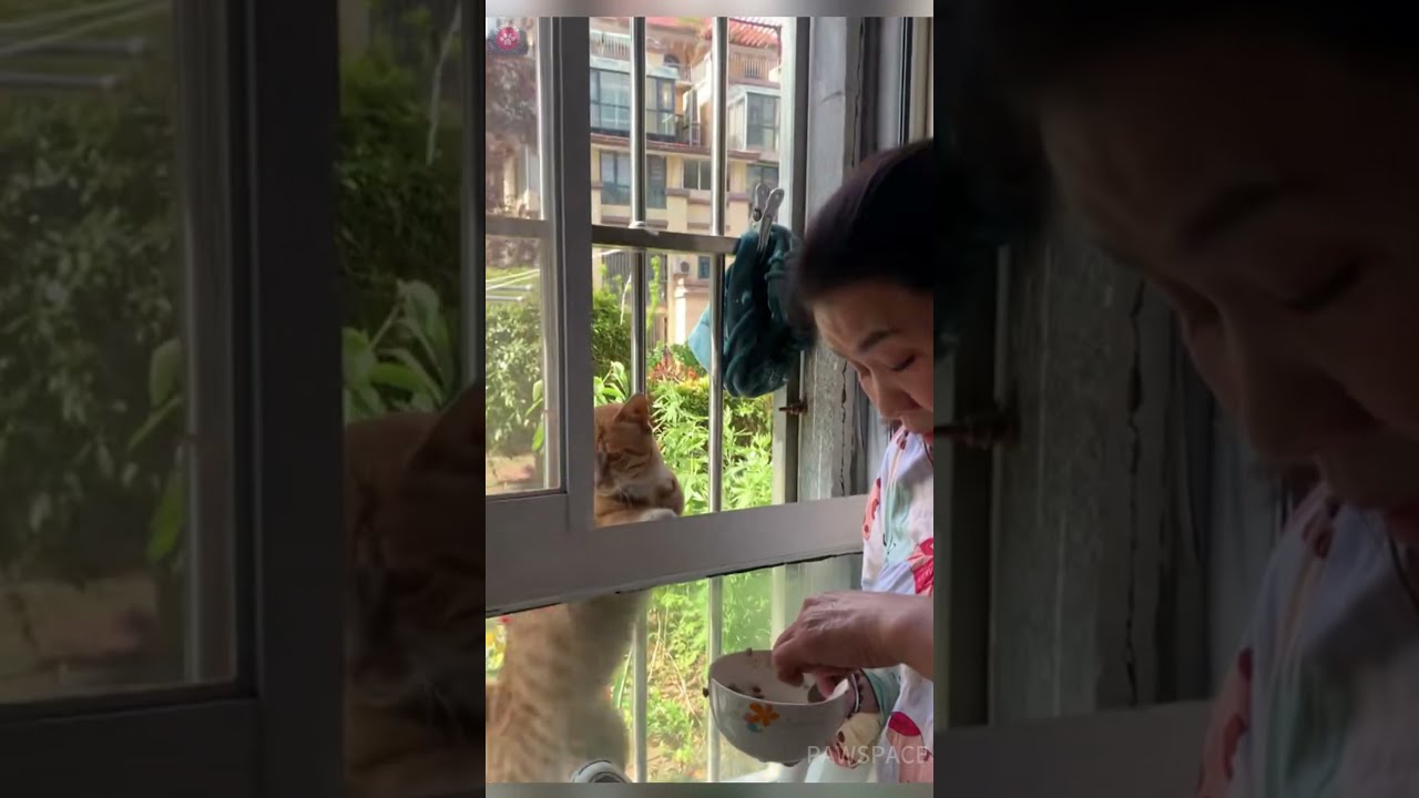 This Stray Cat Comes To The Window Every Day Waiting For Food