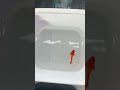 Koi Red Ear Short ribbon finC long ear #guppy #guppyfish #cabaymau #ca7mau