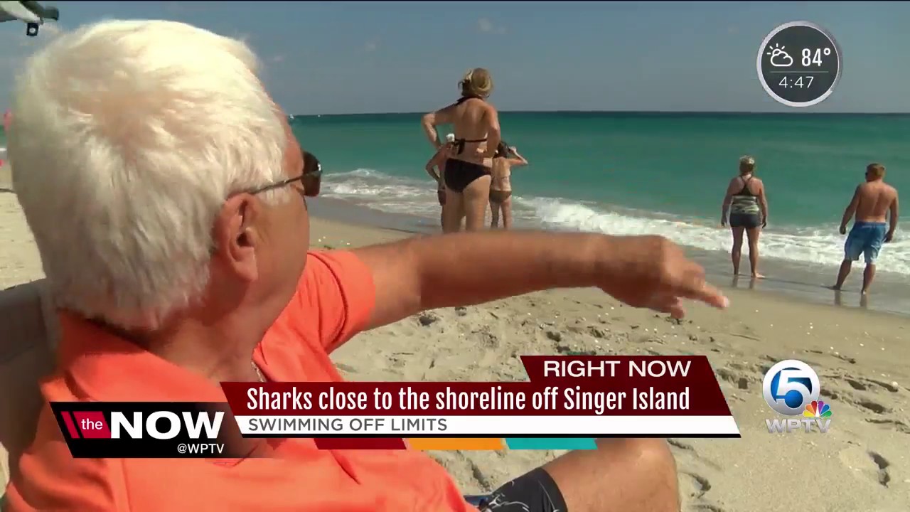 Sharks Close To Shoreline Off Singer Island