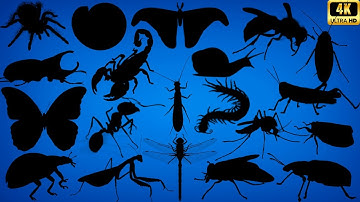Guess the Insect by Shadow! 🐞 Fun Bug Quiz Challenge for Kids & Families | 60 Insect Shadows