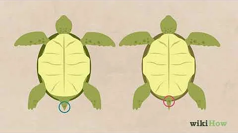 How to Tell If a Turtle Is Male or Female - DayDayNews