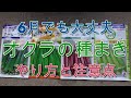 「オクラ」の直まき栽培のやり方