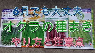 「オクラ」の直まき栽培のやり方