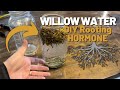 How to Make WILLOW WATER as a Rooting Hormone!