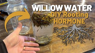 How to Make WILLOW WATER as a Rooting Hormone!