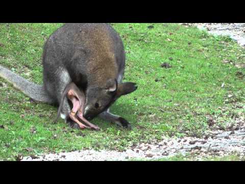 Känguru ist aus dem Beutel gefallen