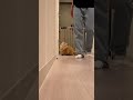 カメラ倒された🤣#cat #kittycat #kitten