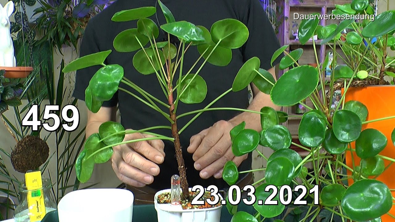 portulacaria afra variegata *RETAIL main image 1
