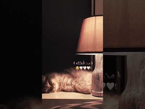 فرحين بما اتاهم الله من فضله احمد العجمي
