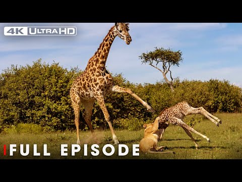 Greatest Fights In The Animal Kingdom | Battle for Survival #natureanimaldocumentary