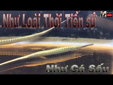 Cá Hải Long - Cá Ngựa Xương - Cá Ngựa Nước Ngọt ( Long – snouted pipefish - Doryichthys boaja)