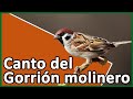 Canto del Gorrión molinero (Passer montanus)