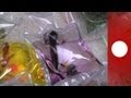 Chine  le scandale des animaux jouets
