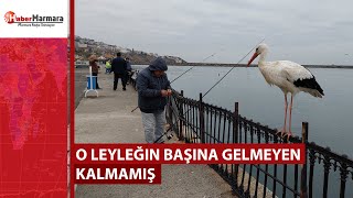 O Leyleğin Başına Gelmeyen Kalmamış