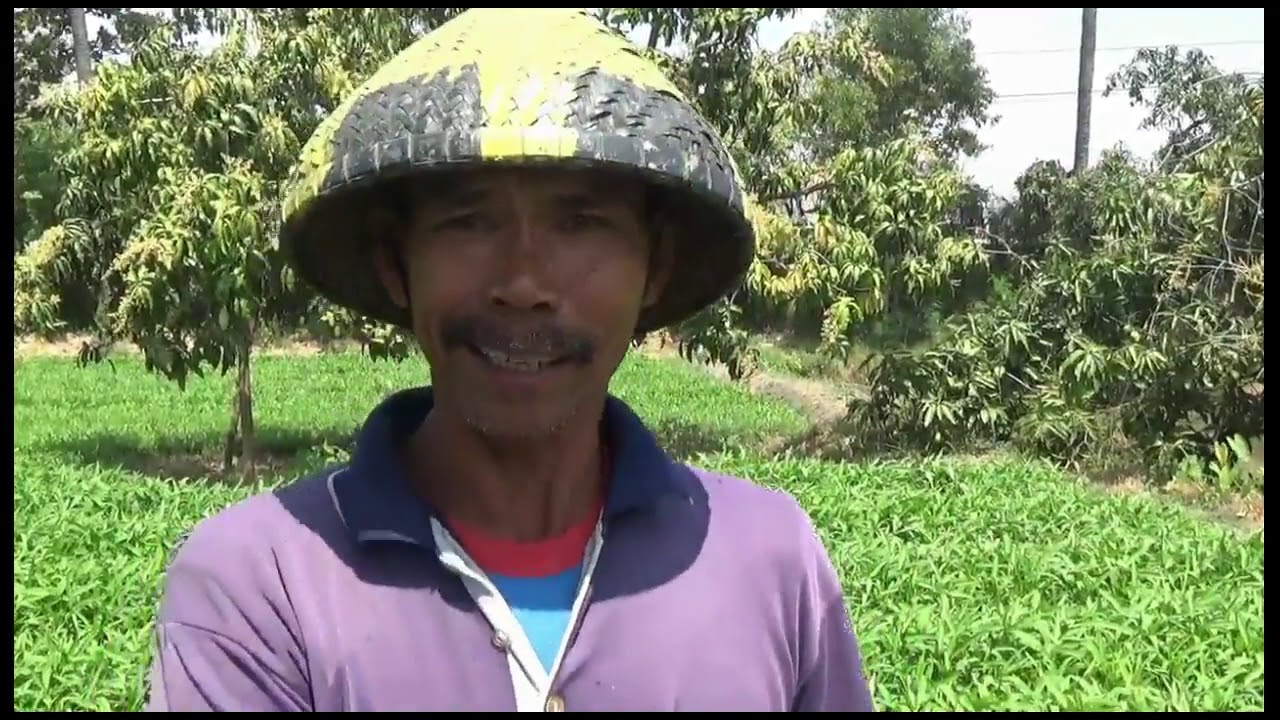 CARA MENANAM KANGKUNG DARAT DI LAHAN KERING - YouTube