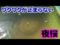 【めだか】夜桜を増やそう！　Ｂ型おやじ