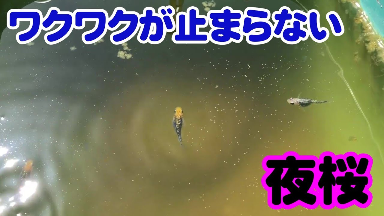 【めだか】夜桜を増やそう！　Ｂ型おやじ