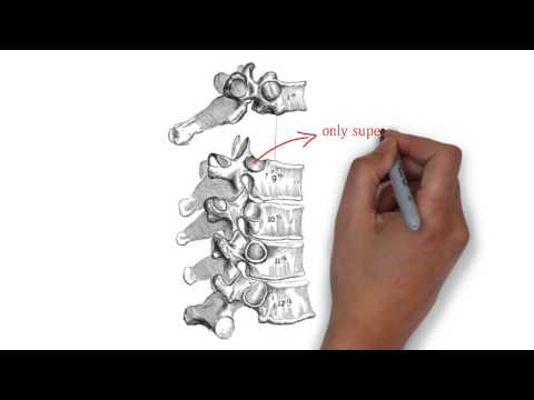 Video: T8 Thoracic Vertebrae Diagram, Anatomy & Function - Kroppskart